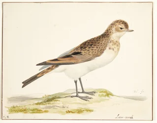Una allodola (alauda arvensis)