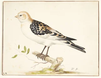 Un passero della neve (plectrophenax nivalis)