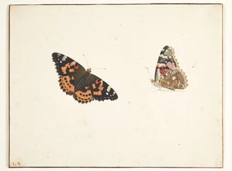 Due studi di un cardo (vanessa cardui l.)