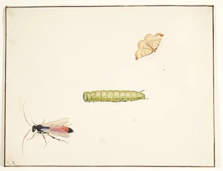 Tre studi di insetti