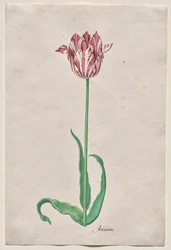 Studio di un tulipano (Anvaers)