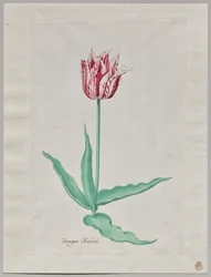 Studio di un tulipano (Perregoen Machieu)