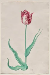 Studio di un tulipano (