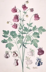 Una Colombina o Bonnet della Nonna, con Studi Aggiuntivi di Fiori