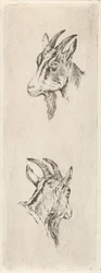 Testa di capra