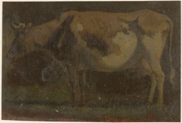 Mucca in piedi, verso sinistra