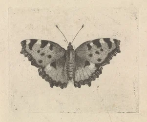 Farfalla