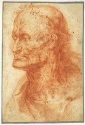 Studio della Testa di un Vecchio