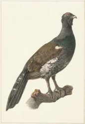 Gallo cedrone