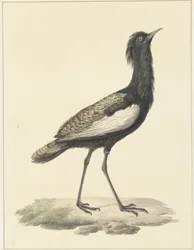 Otarda (Eupodotis bengalensis / Houbaropsis bengalensis)