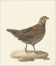 Colino della Virginia (Colinus virginianus)