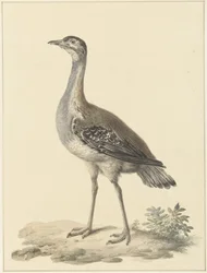 Otarda di Denham (Neotis denhami)