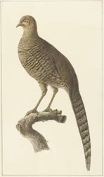 Goudfazant, gallina