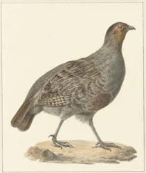 Pernice