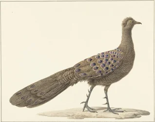 Pavone specchio