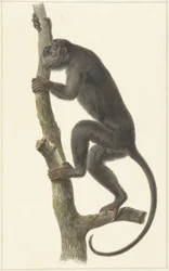 Scimmia urlatrice nera (Paraguay)