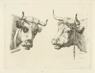 Due teste di mucca