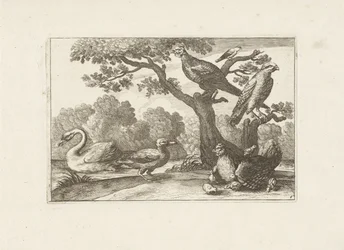 Gallina con pulcini e altri uccelli