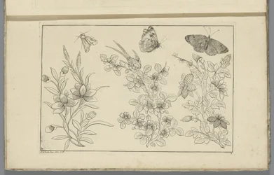Tre rami di fiori e tre farfalle