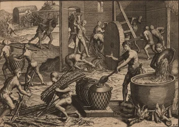 Gli schiavi lavorano la canna da zucchero e producono zucchero.