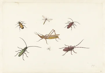 Foglio con sette insetti diversi