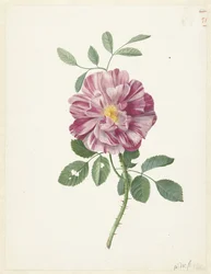 Rosa gallica (Rosa gallica L. 
