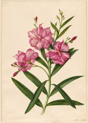 Oleandro viola