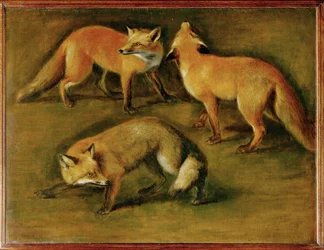 Una volpe (dipinto su tela)