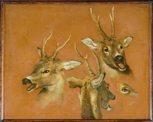 Studio della testa di un capriolo (dipinto su tela)