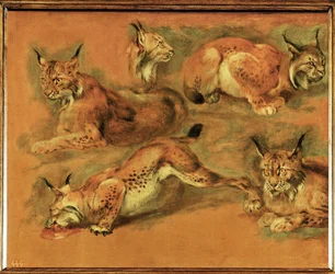 Studi di lince (dipinto su tela)