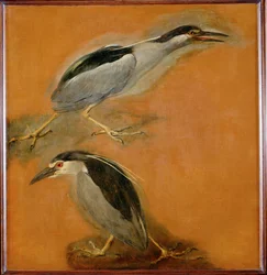 Due aironi (pittura su tela)
