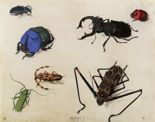 Scarabei, 1636