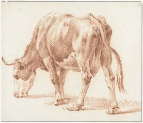 Mucca al pascolo, verso sinistra