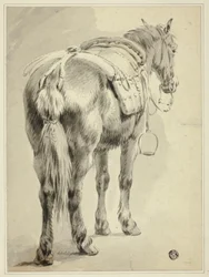 Cavallo da sella