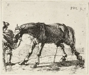 Cavallo che fa pipì