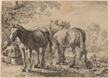 Tre cavalli in un campo