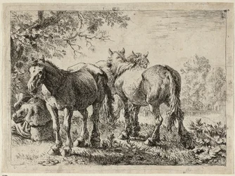 Tre cavalli in un campo