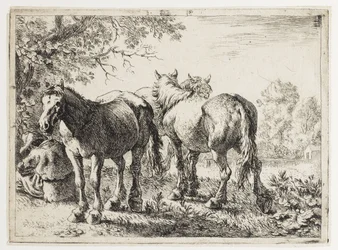 Tre cavalli in un campo