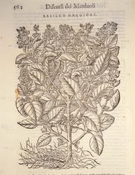 Basilico (Ocymum basilicum), incisione di Pier Andrea Mattioli