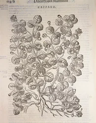 Cappero (Capparis spinosa), incisione di Pier Andrea Mattioli