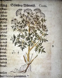 Cicuta - In "Herbarium Mattioli".