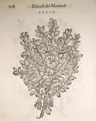 Bosso comune (Buxus sempervirens), incisione di Pier Andrea Mattioli