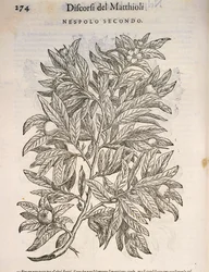 Nespolo comune (Mespilus germanica), incisione di Pier Andrea Mattioli