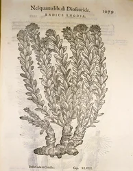 Rodiola rosea, incisione di Pier Andrea Mattioli