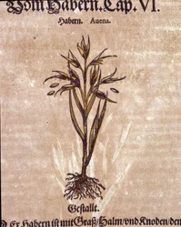 Erbario: avena. Incisione da “Kreutterbuch Dess Hochgelehrten unnd weitberuhmten Herrn D. Petri Andreae Matthioli” di Pietro Andrea Mattioli