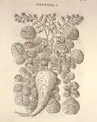 Rafano (Armoracia rusticana), incisione di Pier Andrea Mattioli