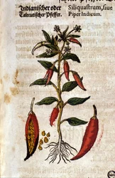 Pepe indiano. Incisione - in "Kreutterbuch Dess Hochgelehrten unnd weitberuhmten Herrn D. Petri Andreae Matthioli" di Pietro Andrea Mattioli (Matthiole) (1500-1577). Francoforte