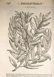 Alloro (Laurus), incisione di Pier Andrea Mattioli