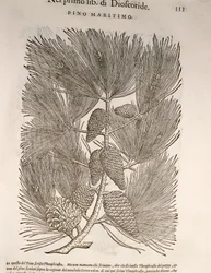 Pino marittimo (Pinus pinaster), incisione di Pier Andrea Mattioli