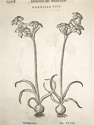 Narciso, incisione di Pier Andrea Mattioli